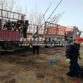 出售滿天紅梨樹苗、滿天紅梨樹苗多少錢一顆