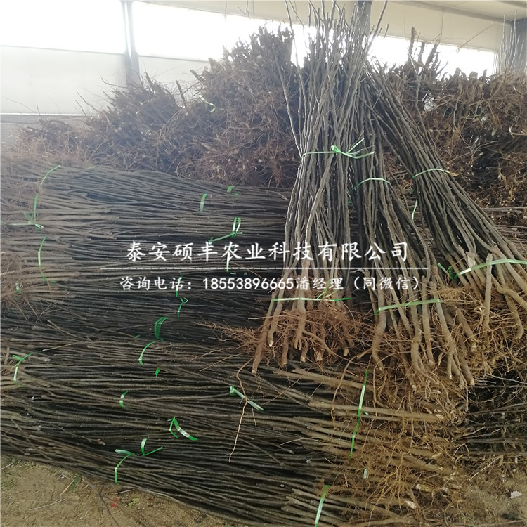 新梨七號梨樹苗一棵價(jià)格、新梨七號梨苗原產(chǎn)地價(jià)格