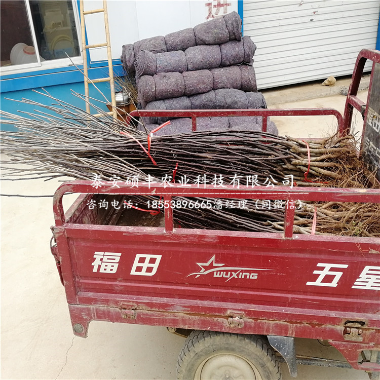 中梨4號(hào)梨苗市場(chǎng)、嫁接中梨4號(hào)梨樹(shù)苗