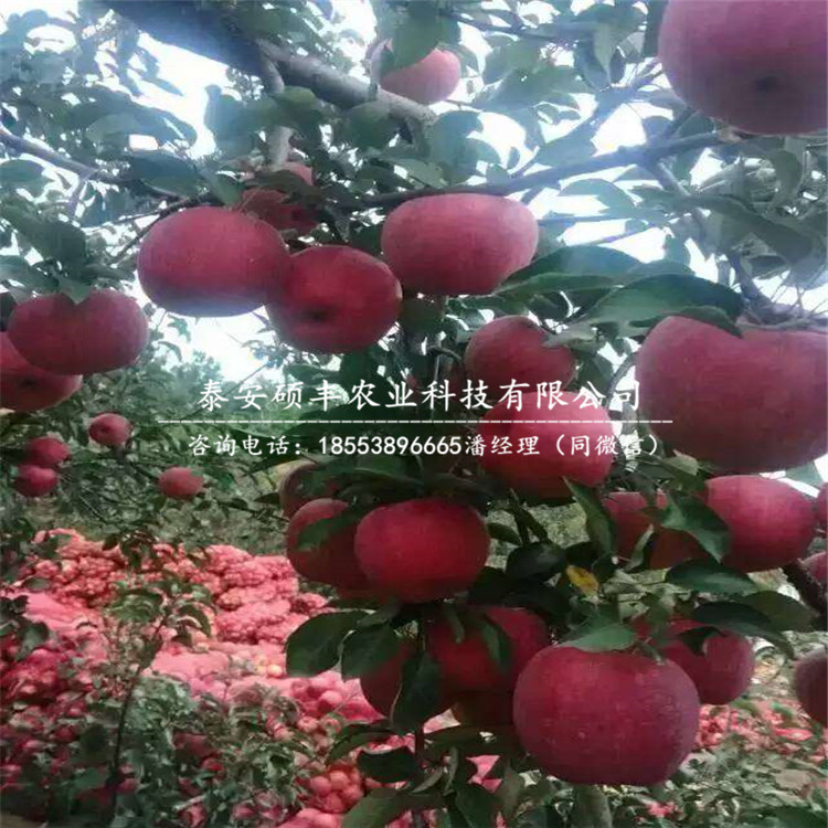 早紅玉梨苗產(chǎn)地報(bào)價(jià)、批發(fā)早紅玉梨樹苗
