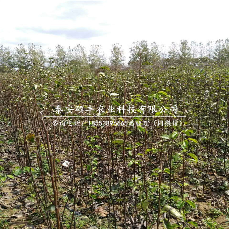 蘋果梨梨苗銷售價格、今年蘋果梨梨樹苗
