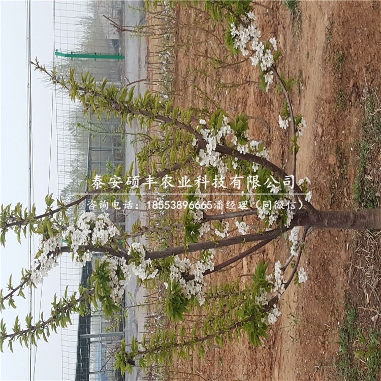 大量供應(yīng)香蕉梨梨樹苗、香蕉梨梨樹苗多少錢