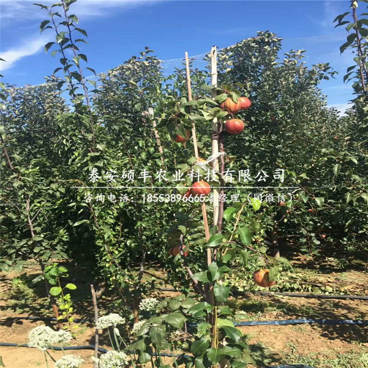 紅茄梨樹苗、梨苗批發(fā)價(jià)格