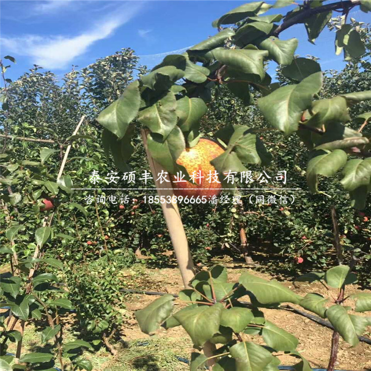 供應(yīng)早酥紅梨樹苗、早酥紅梨樹苗多少錢一棵