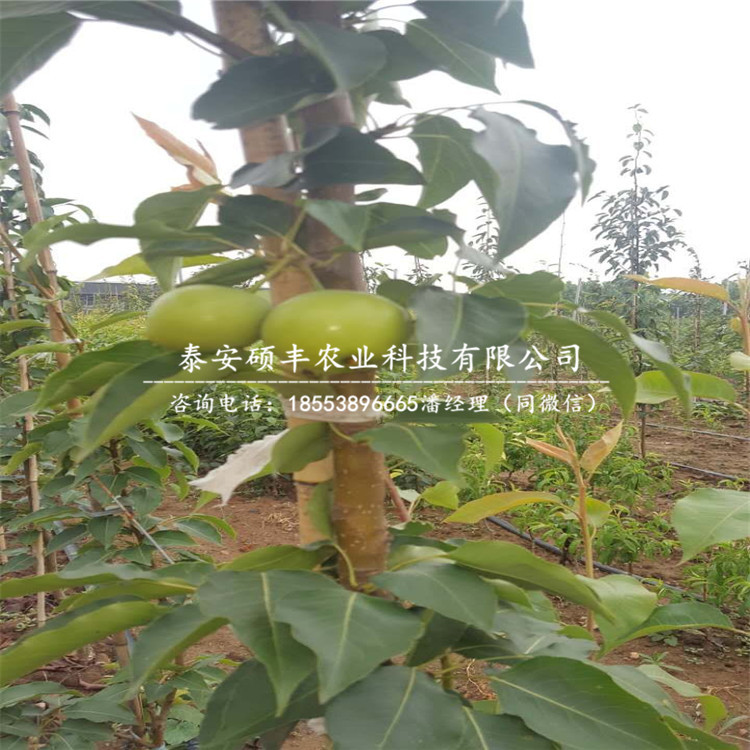 翠冠梨樹(shù)苗、梨苗單價(jià)是多少