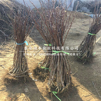 翡翠梨苗種植技術(shù)、1年生翡翠梨樹苗