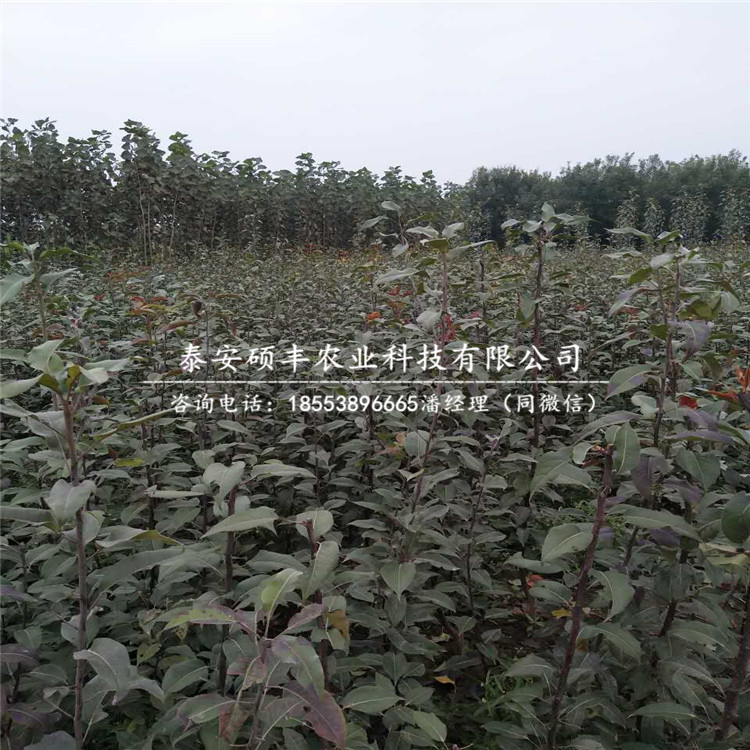 翡翠梨樹(shù)苗、梨苗批發(fā)價(jià)格