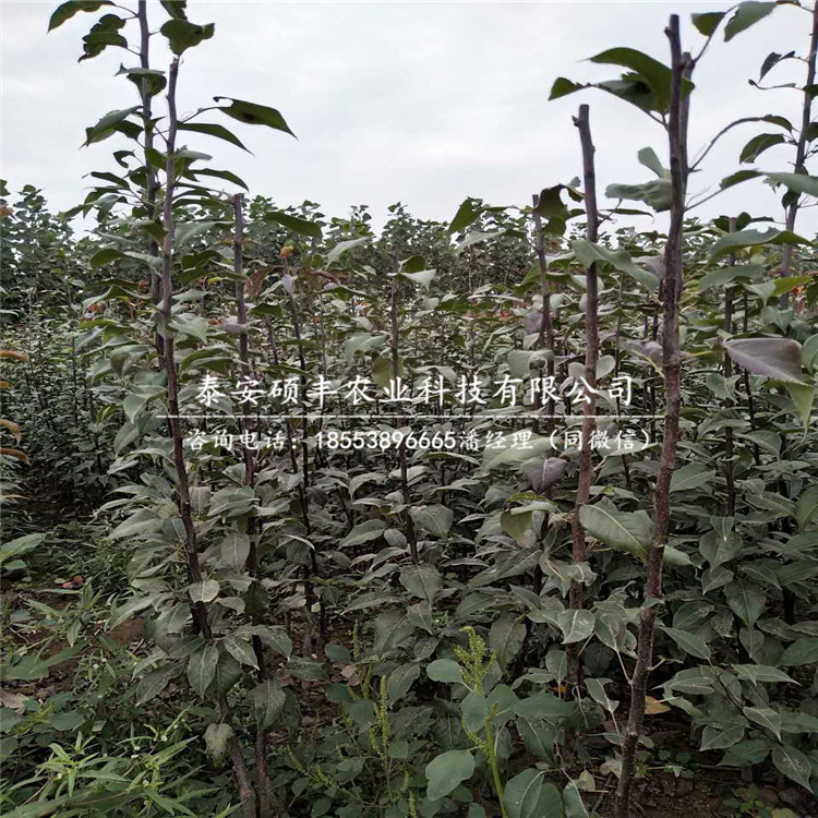 香蕉梨梨樹苗、梨苗產(chǎn)地價格