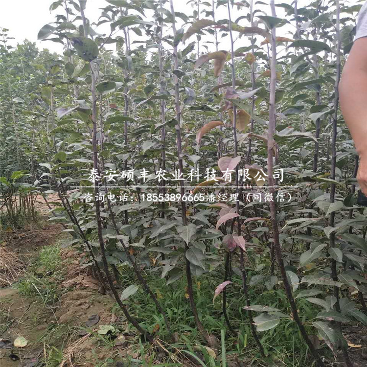 今年碭山酥梨樹苗、碭山酥梨樹苗品種特性