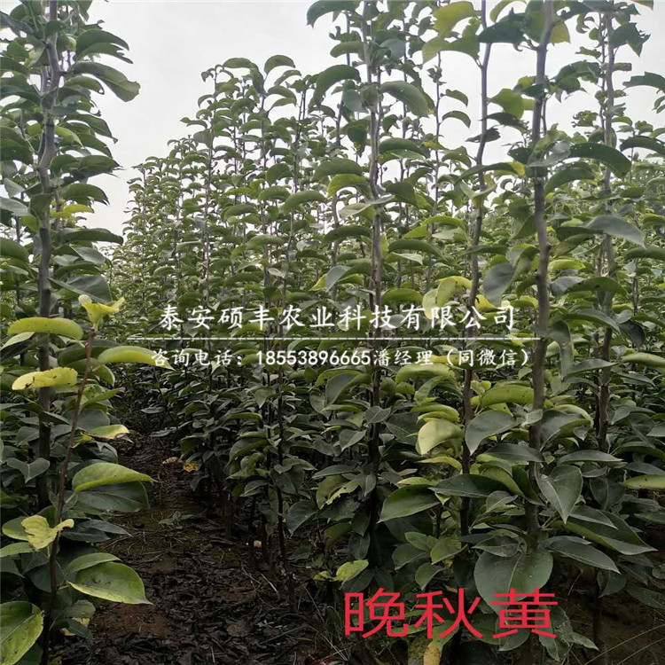 羅莎梨樹苗銷售、羅莎梨苗一顆價(jià)格
