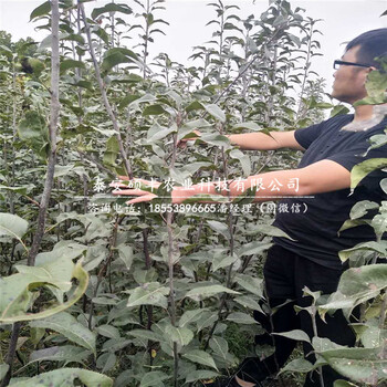 全紅梨樹苗、梨苗批發(fā)價格