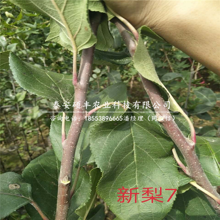 紅寶石梨樹(shù)苗市場(chǎng)行情、紅寶石梨苗一株多少錢