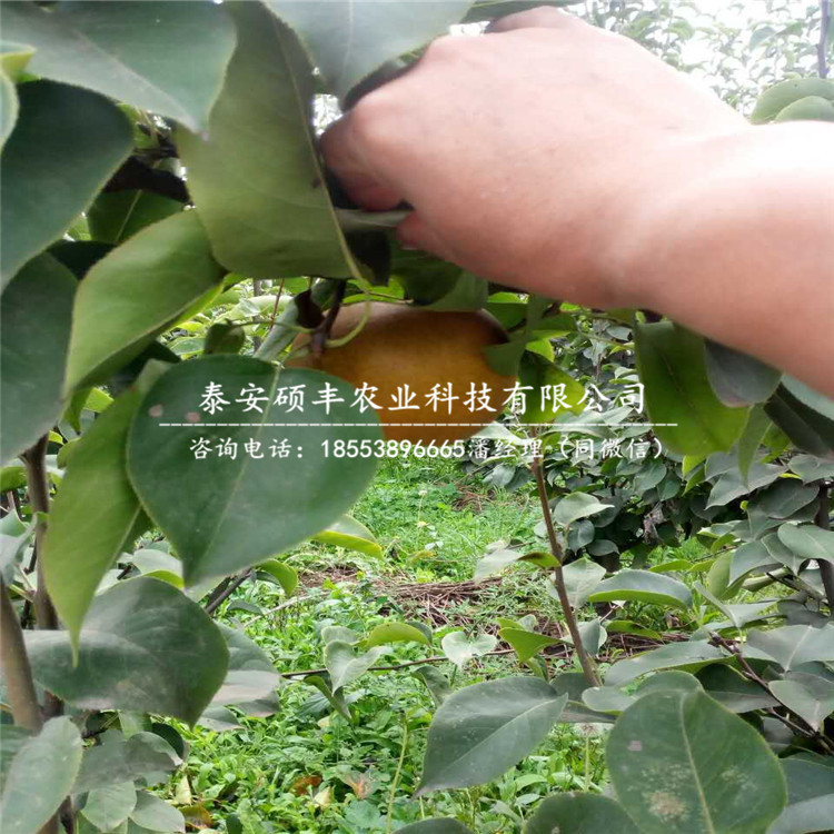 紅茄梨樹苗、梨苗單價(jià)是多少