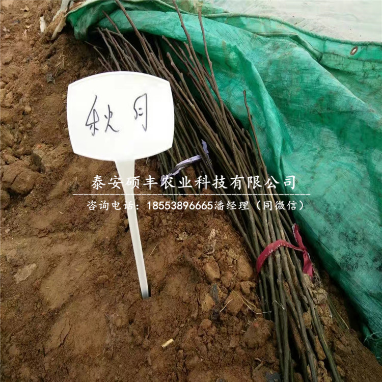 出售八月紅梨樹苗、八月紅梨樹苗市場行情價