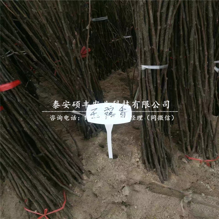 紅太陽(yáng)梨樹(shù)苗、梨苗幾月份成熟