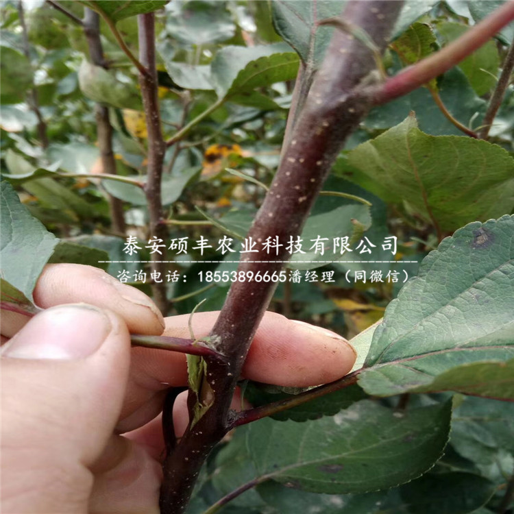澳紅一號梨樹苗市場價格、澳紅一號梨苗銷售價格