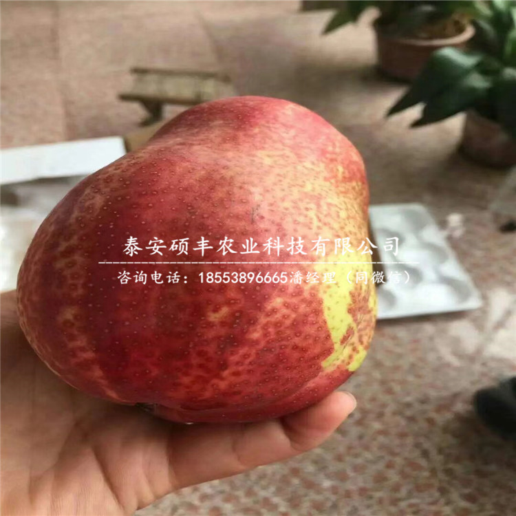 哪里出售幸水梨樹苗、幸水梨樹苗優(yōu)點(diǎn)