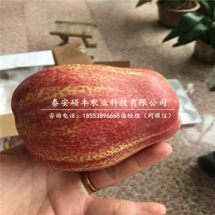 哪里有柱狀梨樹苗、柱狀梨樹苗原產(chǎn)地