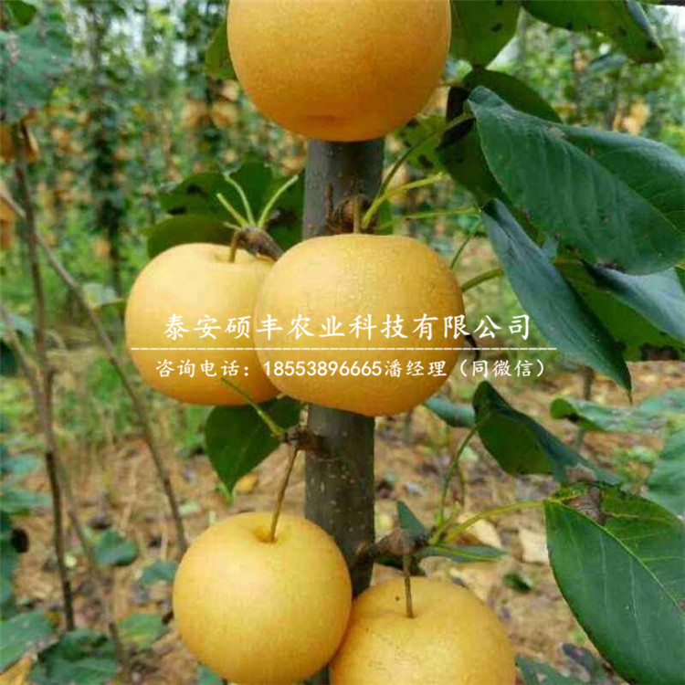全紅梨樹苗、梨苗詳細(xì)價格