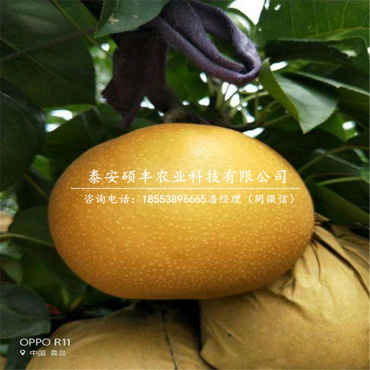 全紅梨樹苗、梨苗詳細(xì)價格