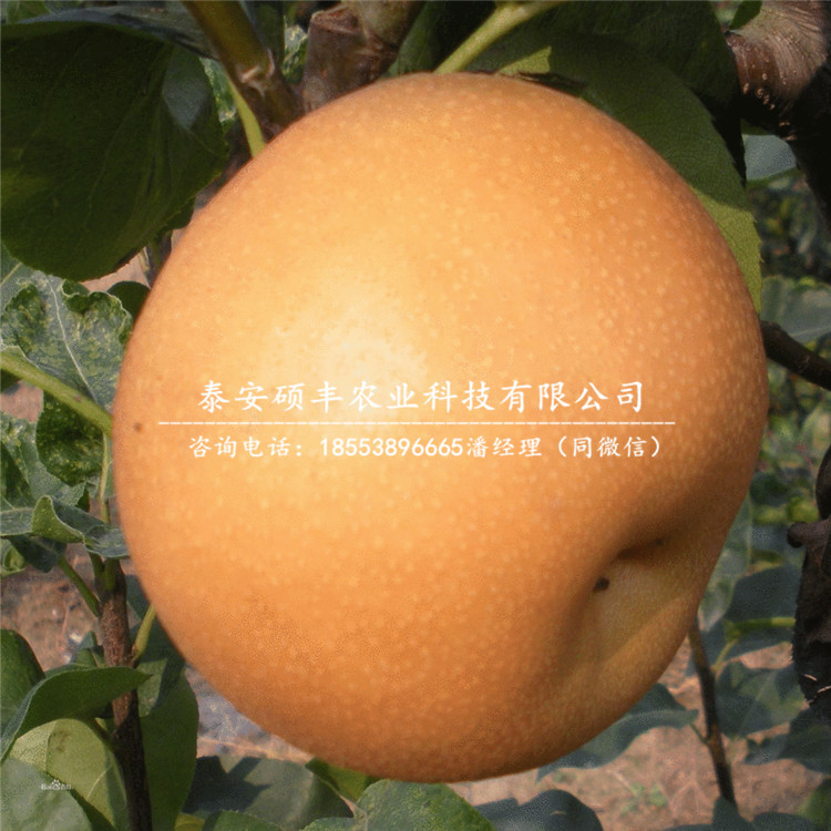 紅茄梨樹苗哪里出售、紅茄梨苗繁殖方式