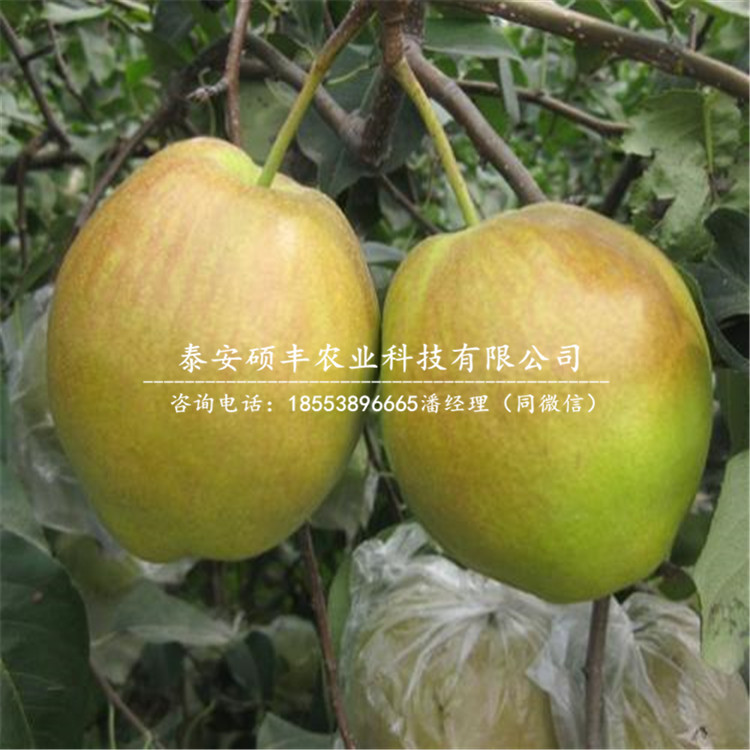 5公分澳紅一號(hào)梨樹(shù)苗、澳紅一號(hào)梨樹(shù)苗產(chǎn)地報(bào)價(jià)