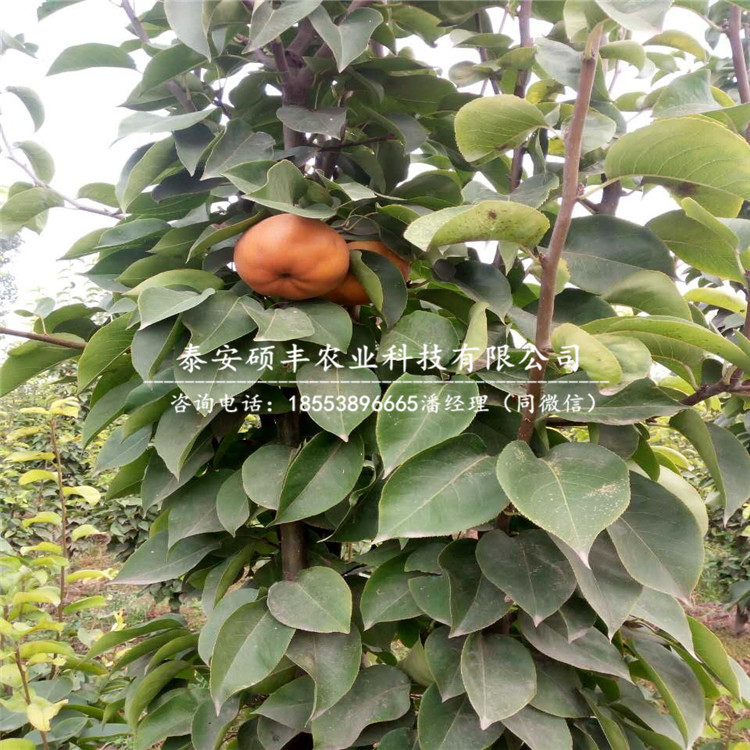 皇冠梨樹苗詳細(xì)報(bào)價(jià)、皇冠梨苗市場(chǎng)行情