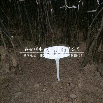 雪花梨樹苗零售價格、雪花梨苗詳細價格