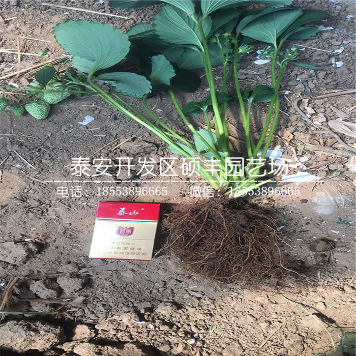 全草莓苗、全草莓苗基地批發(fā)