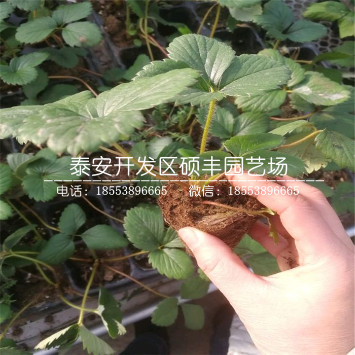 新品种白雪天使草莓苗、白雪天使草莓苗品种介绍