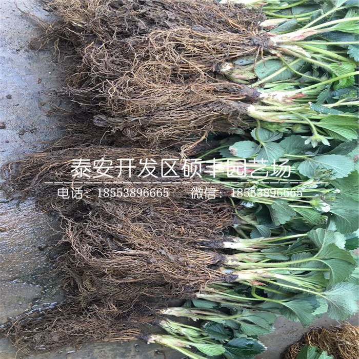 山東全草莓苗、全草莓苗價格及報價