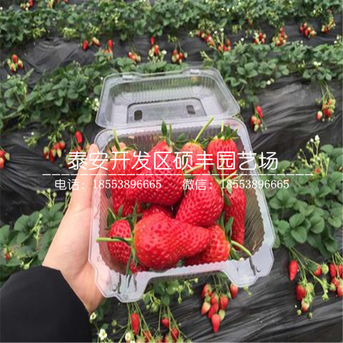 脫毒二代白草莓苗、白草莓苗品種介紹
