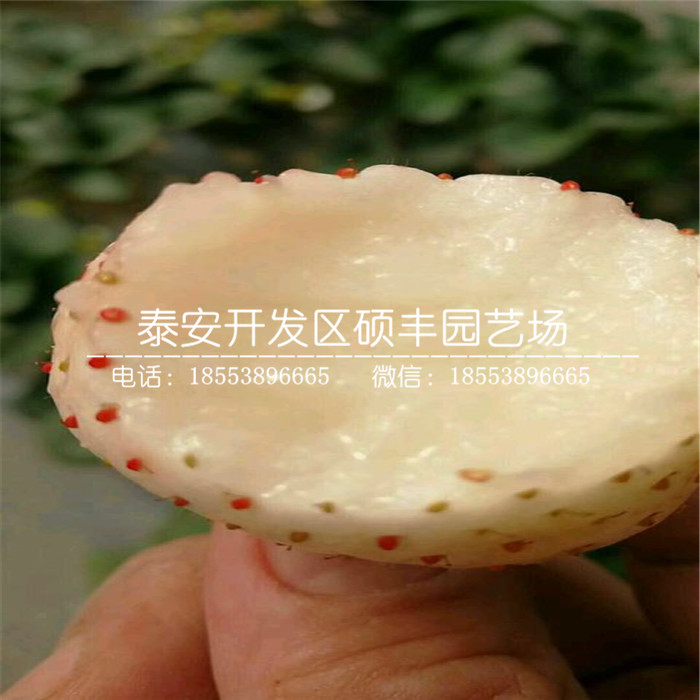 太空草莓苗、太空草莓苗基地批發(fā)