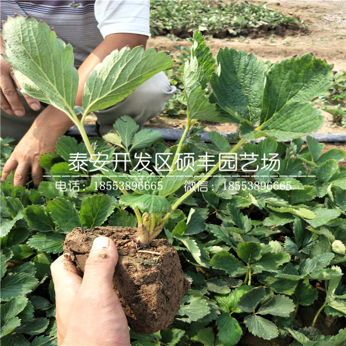 2019年太空2008草莓苗、太空2008草莓苗批發(fā)價(jià)格