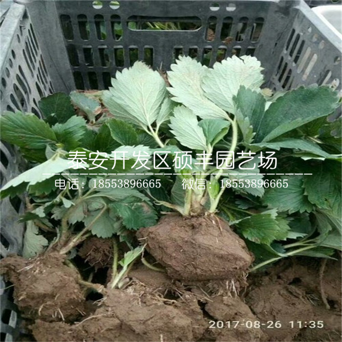 脫毒紅袖添香草莓苗、紅袖添香草莓苗多少錢