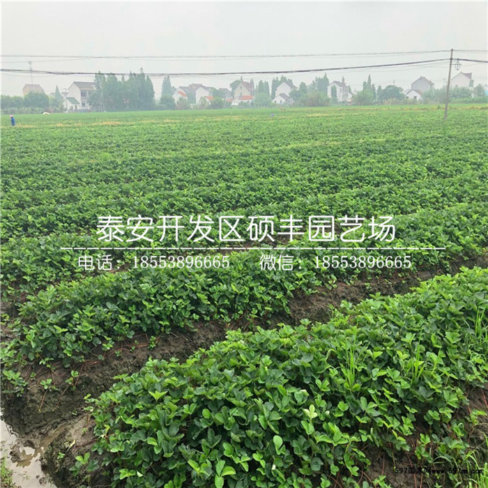 脫毒太空草莓苗、太空草莓苗多少錢一棵