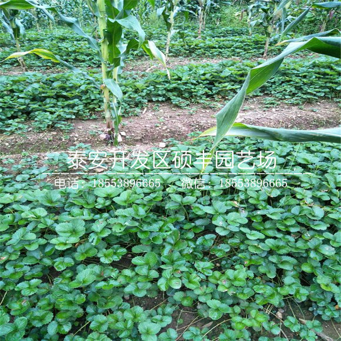 櫪乙女草莓苗、櫪乙女草莓苗基地