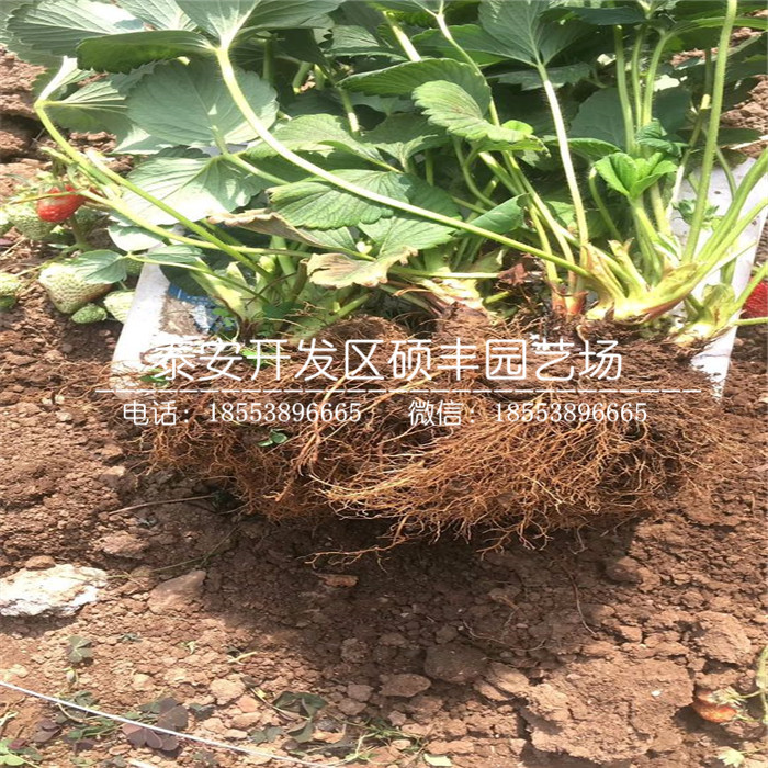 桃熏草莓苗、桃熏草莓苗市場價格