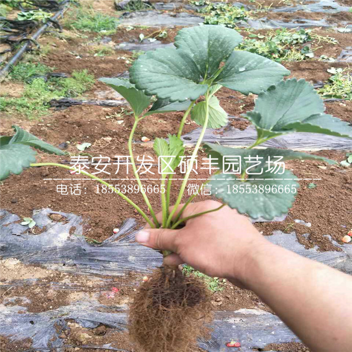 章姬草莓苗零售价格、章姬草莓苗管理介绍