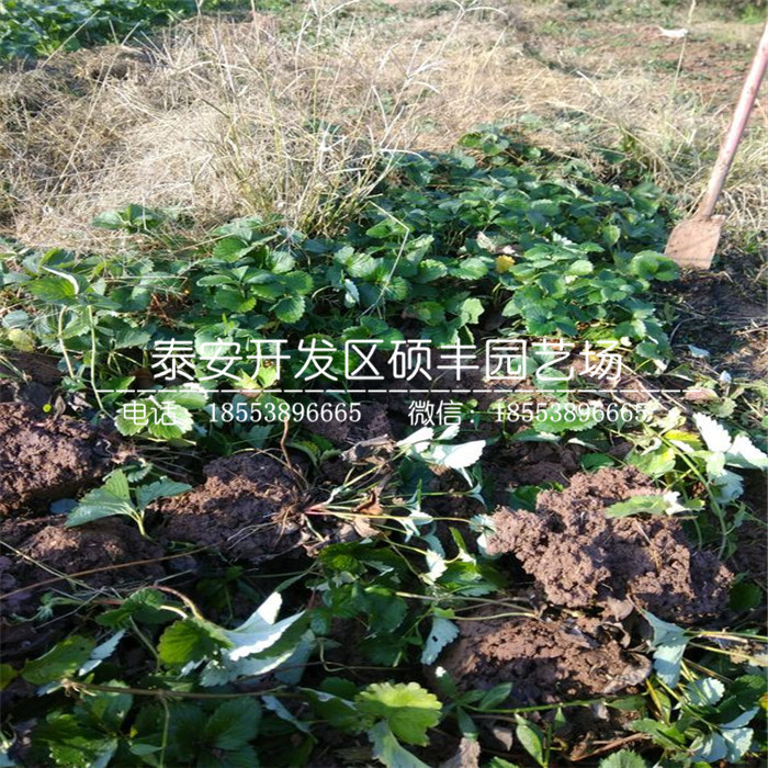 章姬草莓苗零售价格、章姬草莓苗管理介绍