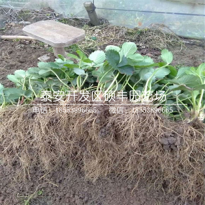 脫毒二代紅花草莓苗供應(yīng)價(jià)格