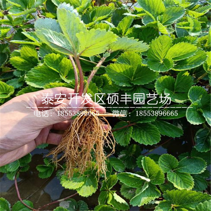 新品種隋珠草莓苗、隋珠草莓苗多少錢一棵