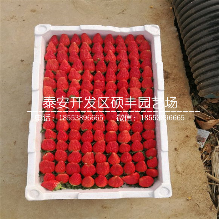 脫毒二代紅花草莓苗供應(yīng)價(jià)格