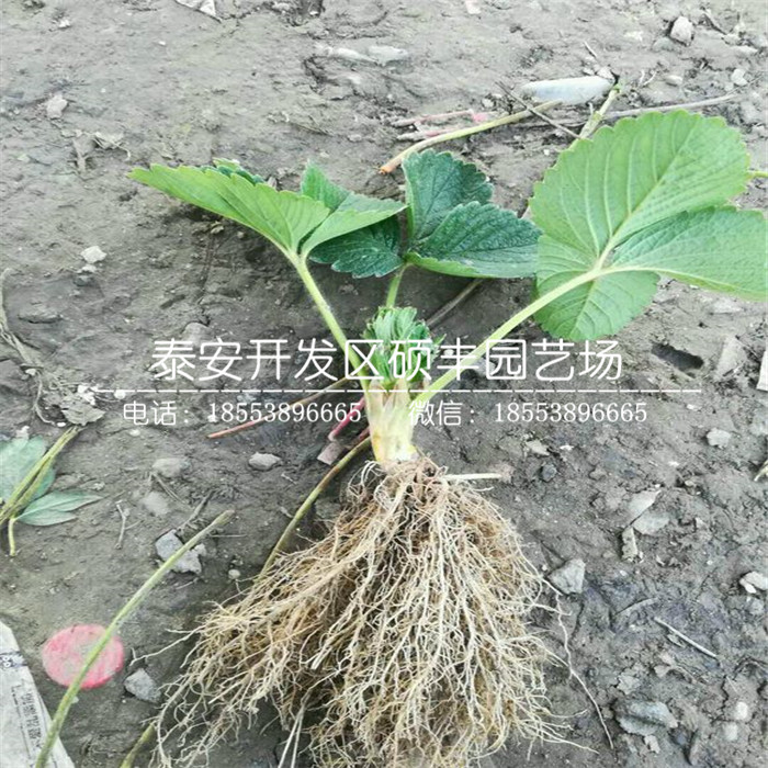 新品種甜查理草莓苗批發(fā)