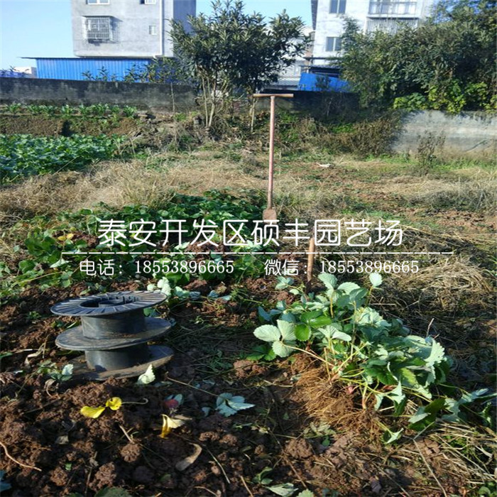 新品种美十三草莓苗、美十三草莓苗基地