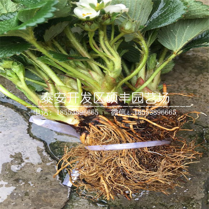 山東華艷草莓苗、華艷草莓苗零售價(jià)格