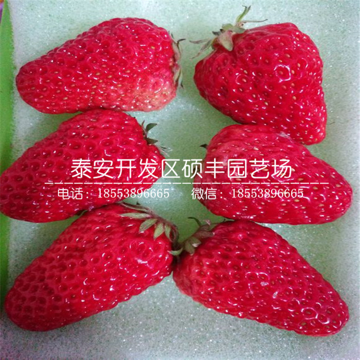红袖添香草莓苗、哪里有草莓苗市场批发价格