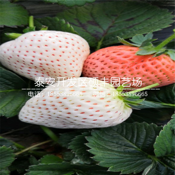脫毒二代白草莓苗、白草莓苗品種介紹