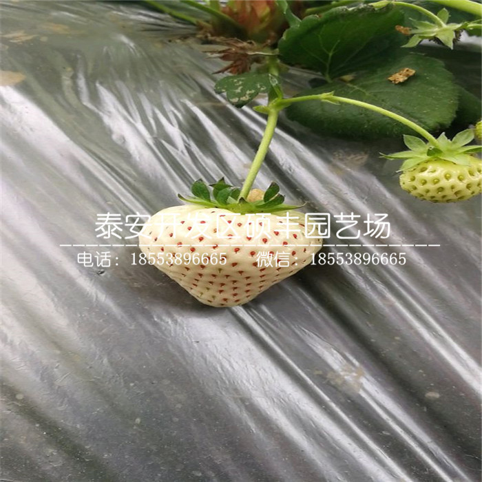 新品種紅花草莓苗、紅花草莓苗哪里有