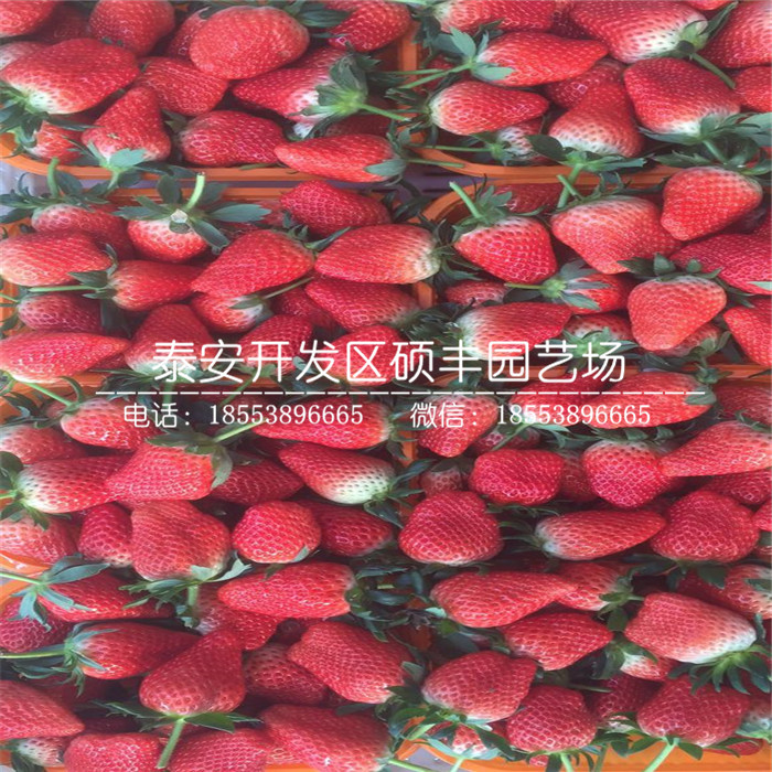 脫毒二代甜寶草莓苗、甜寶草莓苗市場價格